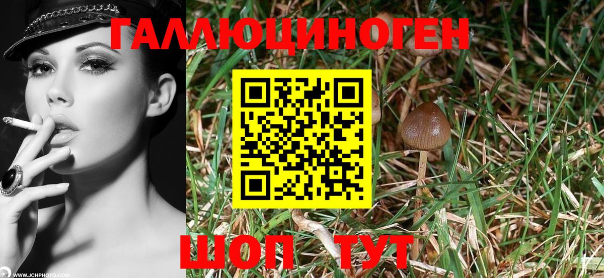 Галлюциногенные грибы Psilocybe Казань
